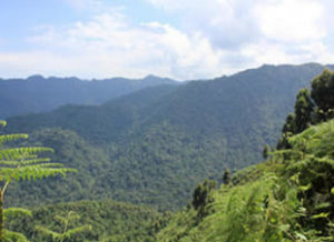 Bwindi Impenetrable forest national park