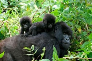 Gorilla Safari Uganda