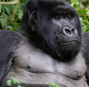Gorilla Watching in Uganda