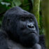 Mountain Gorillas